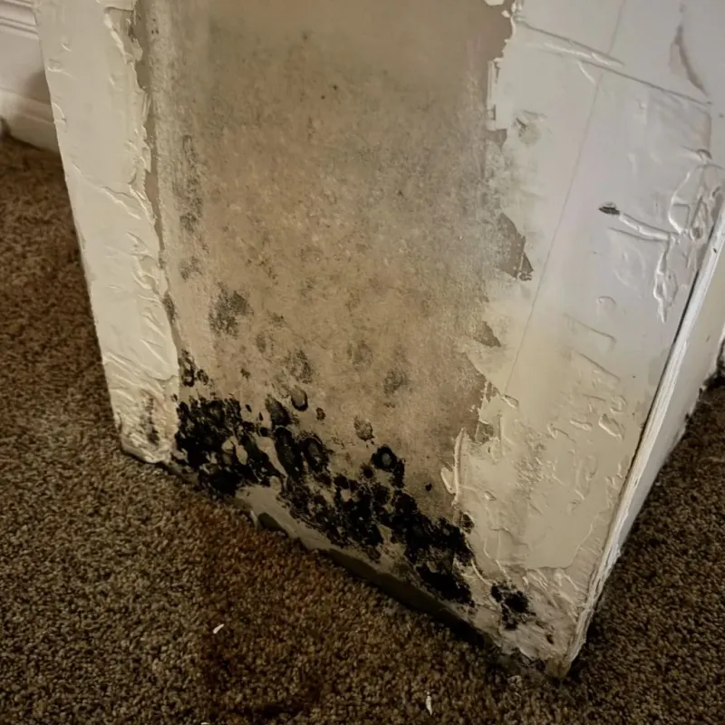 Professional Mold Removal in Glenville, WV